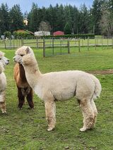 alpaca for sale
