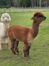 alpaca for sale