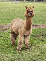 alpaca for sale