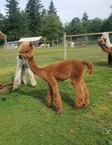 alpaca for sale