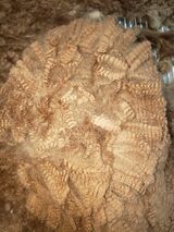 alpaca for sale