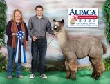 alpaca for sale