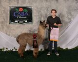 alpaca for sale