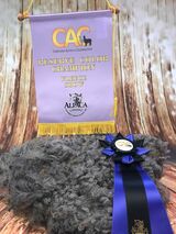 alpaca for sale