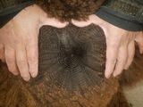 alpaca for sale