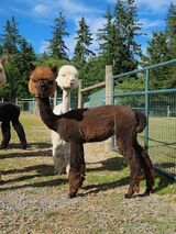 alpaca for sale