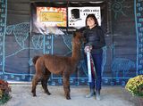 alpaca for sale