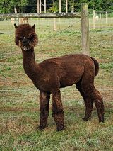 alpaca for sale