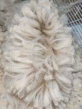 alpaca for sale