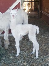 alpaca for sale