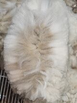 alpaca for sale
