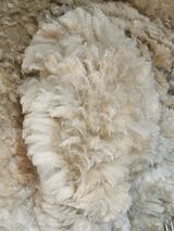 alpaca for sale