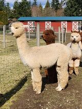 alpaca for sale
