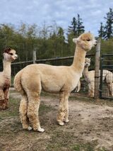alpaca for sale
