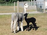 alpaca for sale