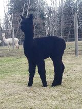 alpaca for sale