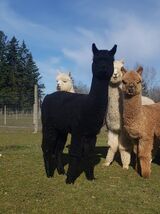 alpaca for sale