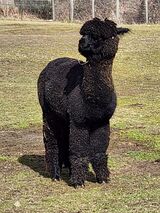 alpaca for sale