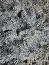 alpaca for sale