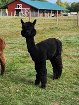 alpaca for sale
