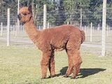 alpaca for sale