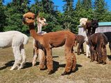 alpaca for sale