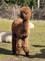 alpaca for sale
