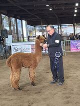 alpaca for sale