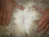 alpaca for sale