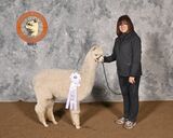 alpaca for sale