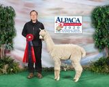 alpaca for sale