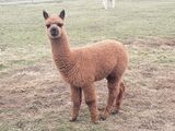 alpaca for sale