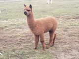alpaca for sale