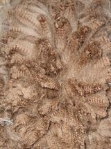 alpaca for sale