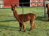 alpaca for sale