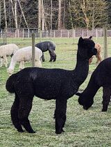 alpaca for sale