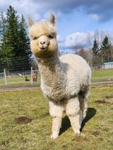 alpaca for sale