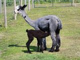 alpaca for sale