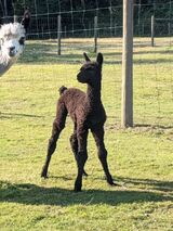 alpaca for sale