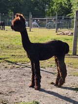 alpaca for sale