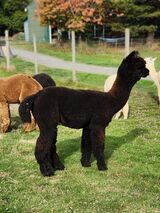 alpaca for sale