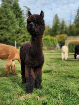 alpaca for sale