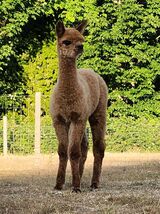 alpaca for sale