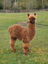 alpaca for sale