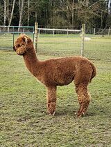 alpaca for sale