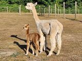 alpaca for sale