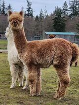 alpaca for sale