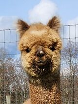 alpaca for sale