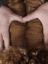 alpaca for sale