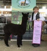alpaca for sale